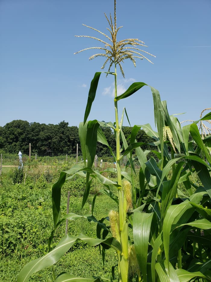 The tassels at the top of the stalks contain the male flowers. The silk on the ears contain the female flowers.