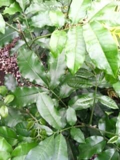 Caring for a Natal Mahogany Plant (Trichilia Emetica) - Dengarden