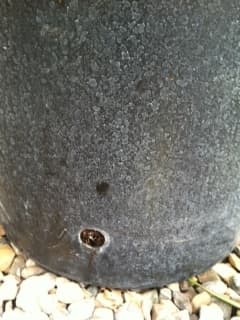 If your mahogany has drain holes such as this, cut them down to the bottom of the pot to allow access to the liner water.