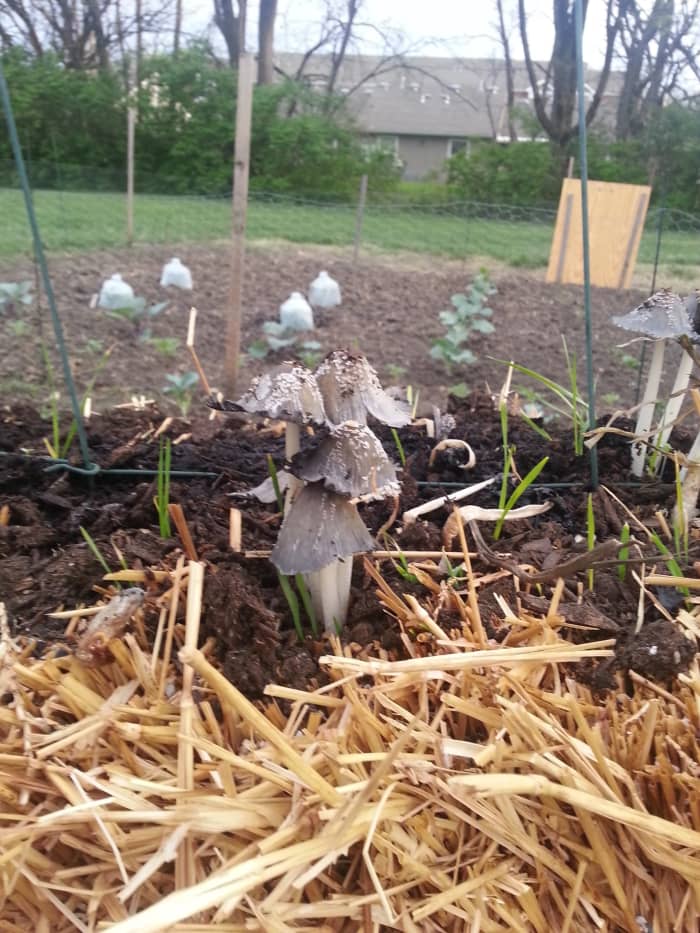 Day 21: I can tell my soil is good because mushrooms are growing. While these mushrooms are not edible, their growth shows the soil condition is perfect for growing.