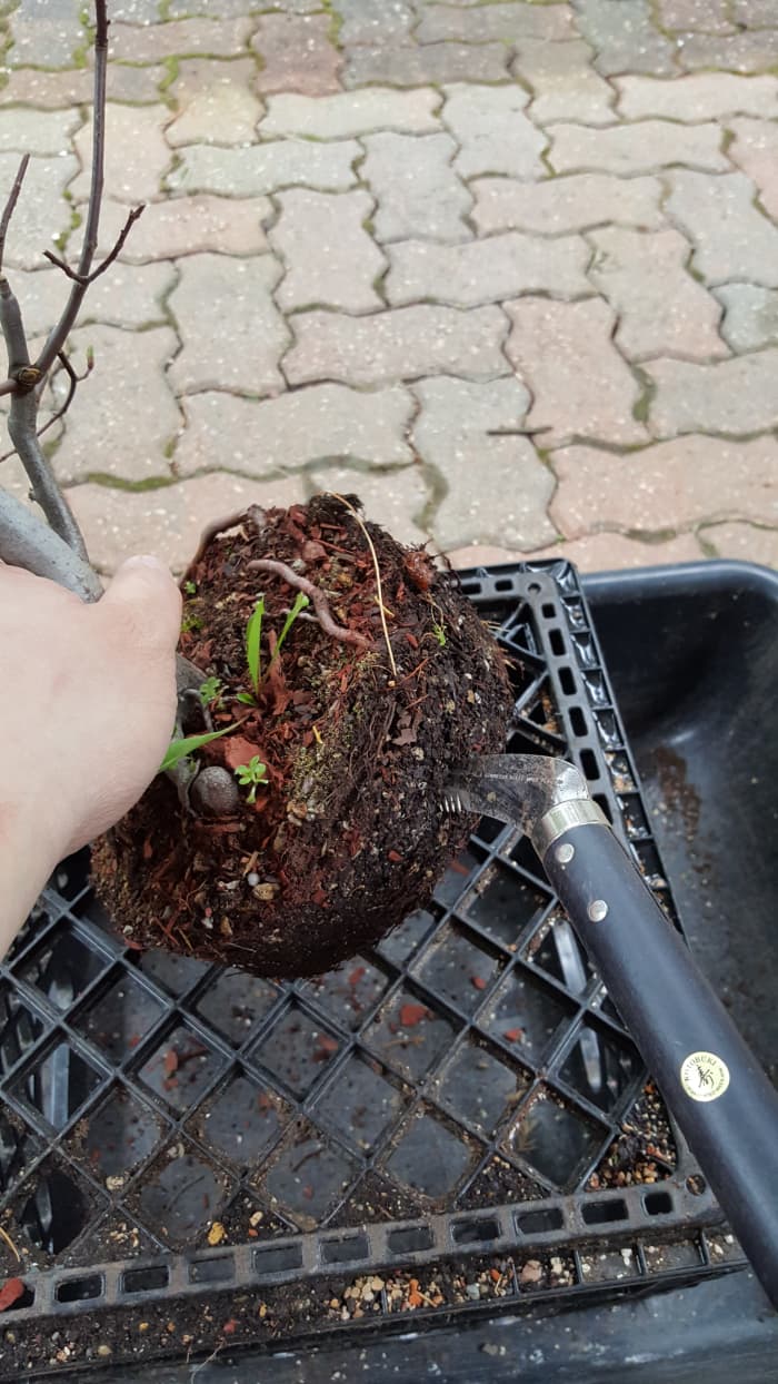 Once out of the pot, a portion of the rootball can be removed. Remove as much that's needed to fit the tree into the pot.