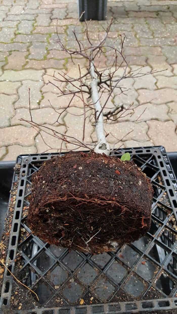 Note how the roots have started to encircle the pot. This is the beginning stages of being root bound. In another year or two, the roots will start to thicken and the space between roots will shrink and soil mass will deplete.