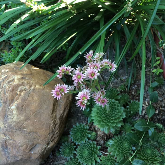 Hens and chicks in bloom. This is a succulent growing in a dry, midday sunny space under the roof's overhang, next to the house.