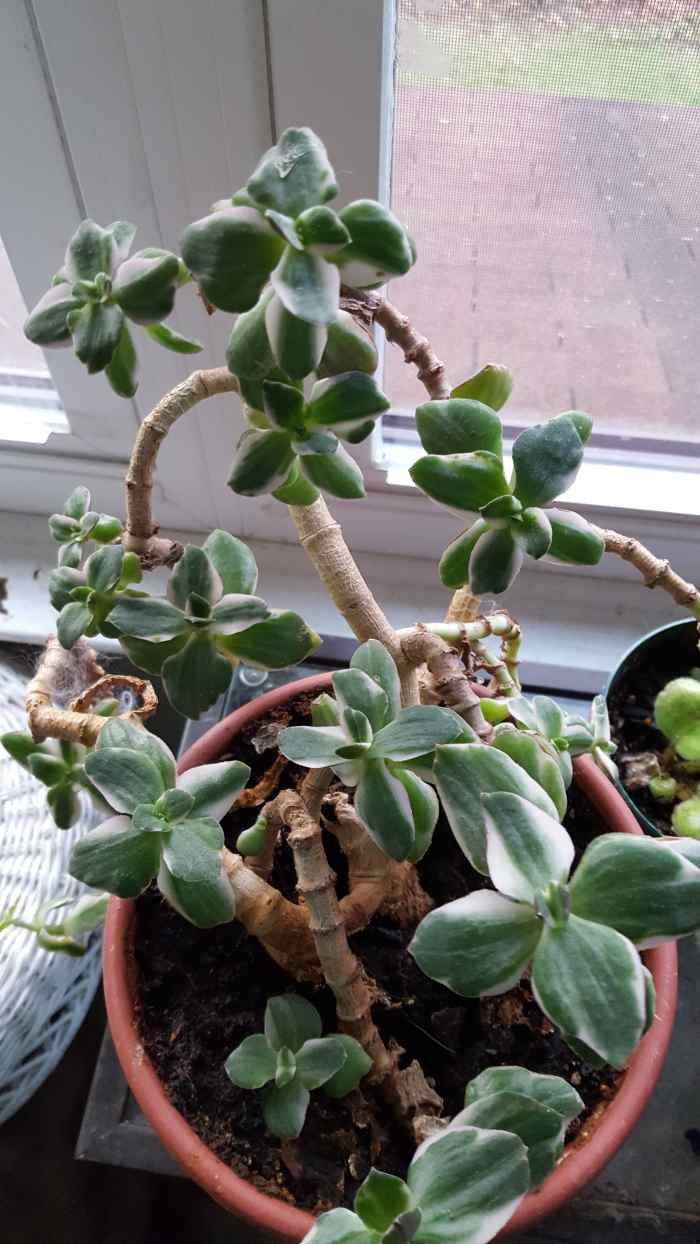 How to Grow a Jade Plant Dengarden