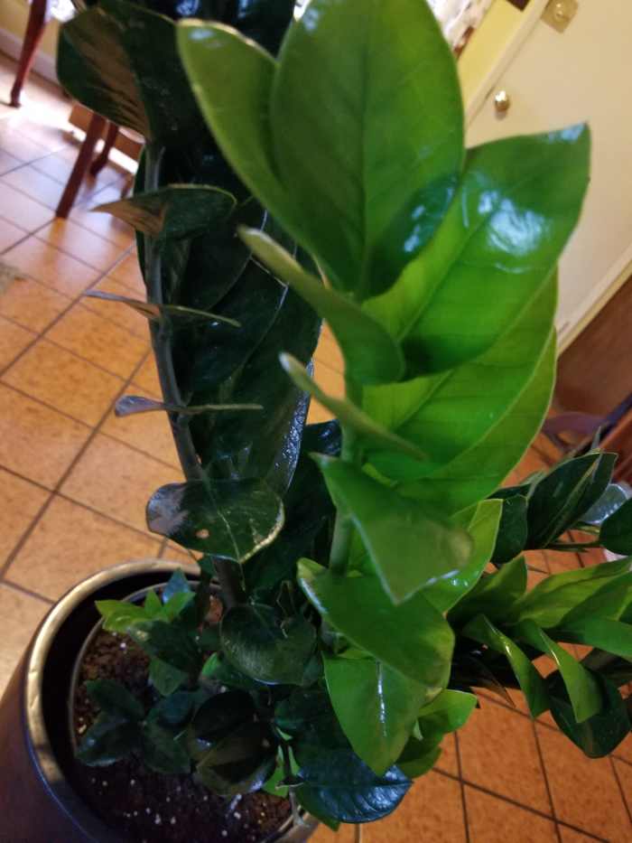 15 Easiest Houseplants to Grow for Beginners Dengarden