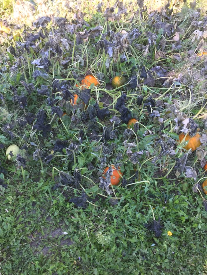 Early Freeze Damage - September, 2017