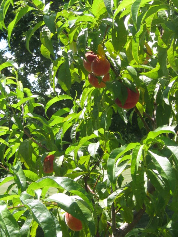 Too many fruits will weigh down branches and cause other peaches to grow small, become diseased, and misshapen.
