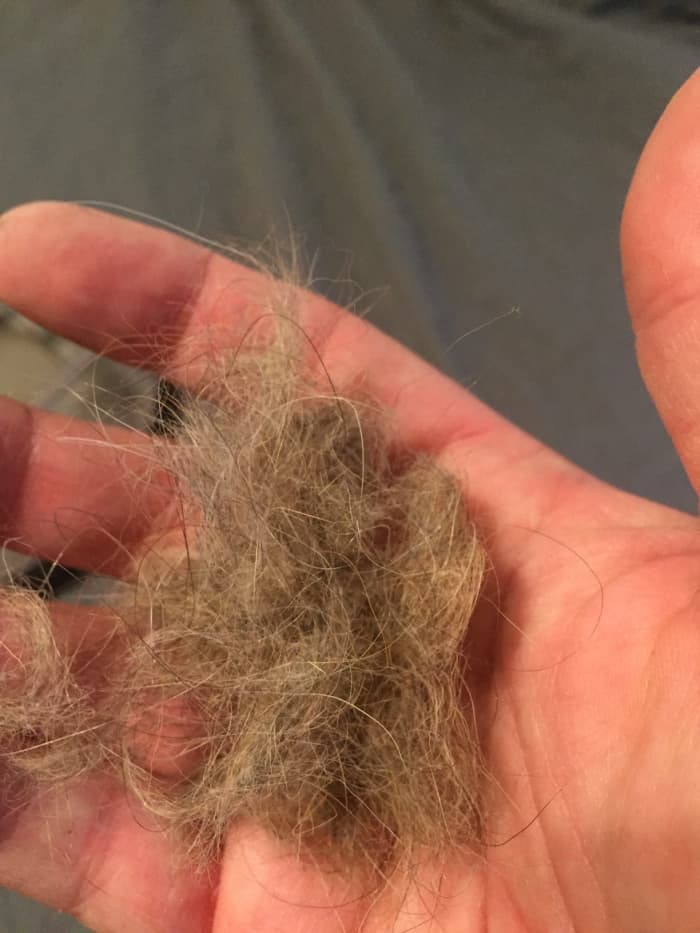 The power robbing hair that was wound around the hubs of my Roomba's brushes (hair from one brush hub shown).