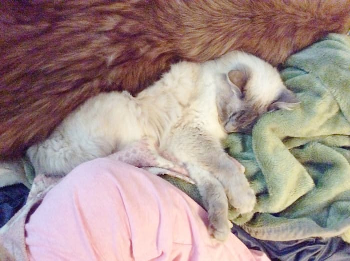 It would be very sad to lose a beloved member of the family to feline distemper.