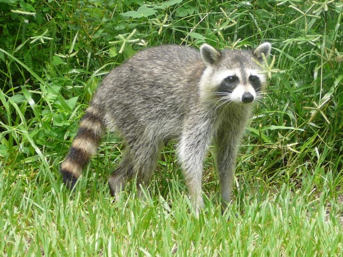 Unfortunately, raccoons can suffer from both feline and canine distemper. These diseases are caused by different viruses.