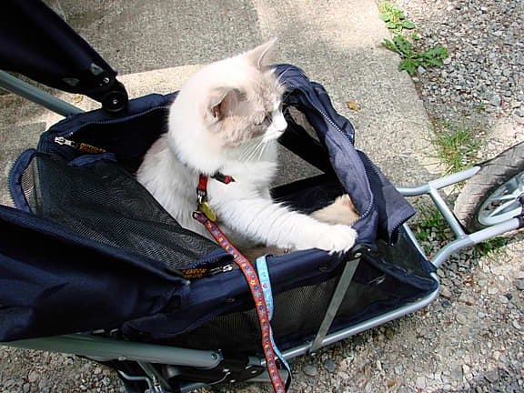A cat with cerebellar hypoplasia will need to be protected when out of the house, as my healthy cat is here.