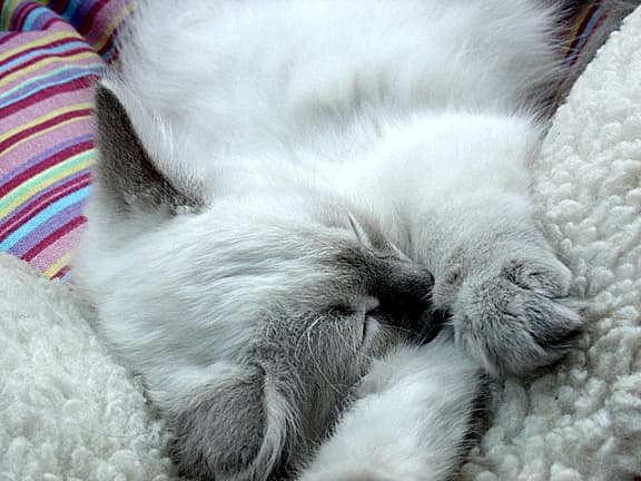 Kittens are most susceptible to the feline distemper virus. This is one of my cats as a kitten.