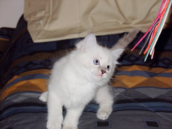 Cats need to be protected from FPV from the time that they are kittens.