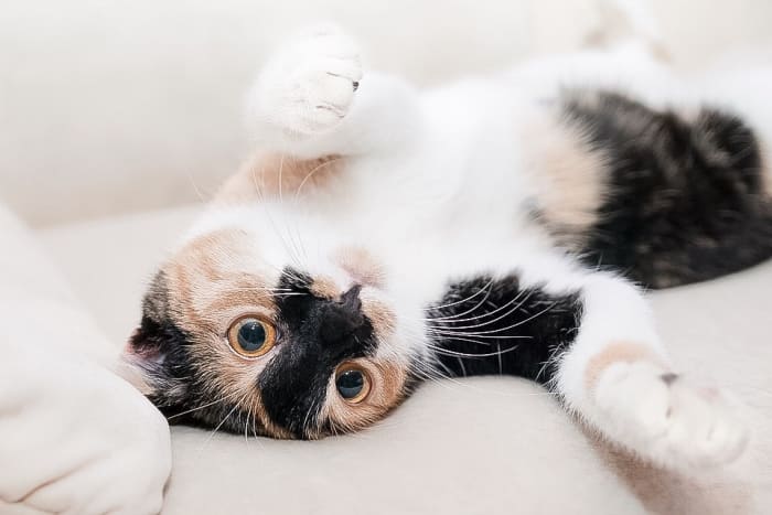 Saliva from an infected cat and its bedding can transmit the feline distemper virus to other animals.
