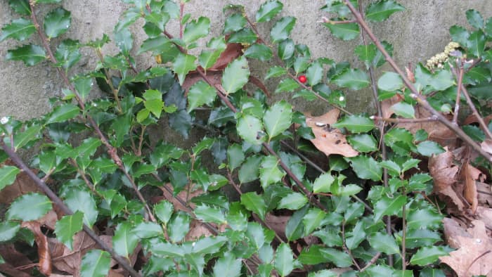 Holly bush provides lots of nooks and crannies in which to shelter and hide. It also has tasty berries birds love to eat.