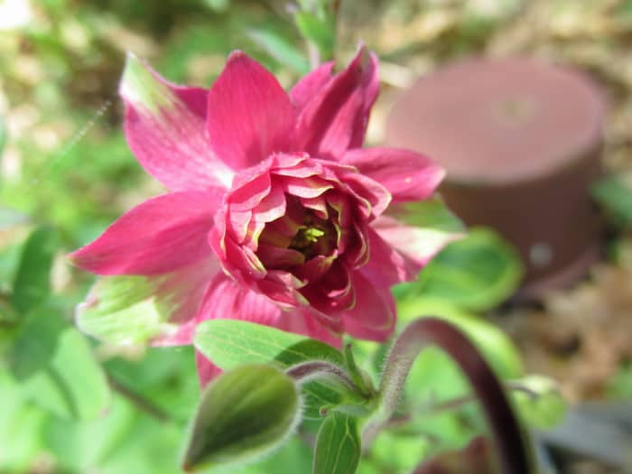 Red Columbines attract all kinds of nectar-loving birds, including orioles and hummingbirds.