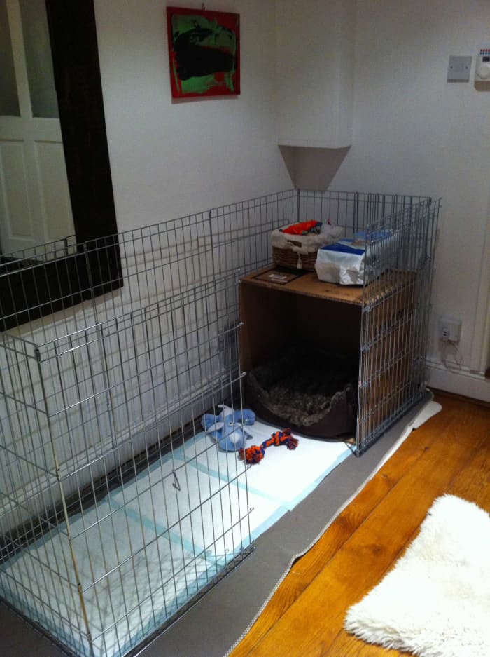 Our initial puppy playpen set up, with a cardboard box around the bed to create a little 'den', and the floor covered with puppy pads. We later replaced this setup with a crate.