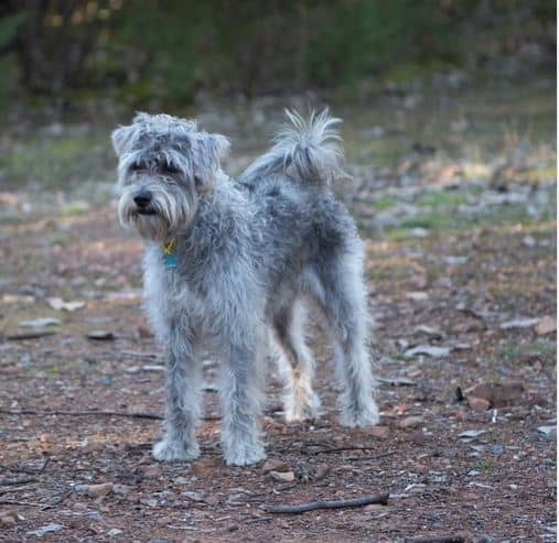 A dog's chase instinct manifests itself early in puppyhood and is more pronounced in adulthood in certain breeds.