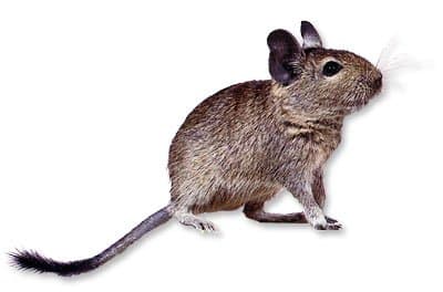 Degus have been used for many years in laboratory research looking into the effects of diabetes and cataracts. These animals have a natural sensitivity to sugar and can easily become diabetic in a pet home where too many treats are given.