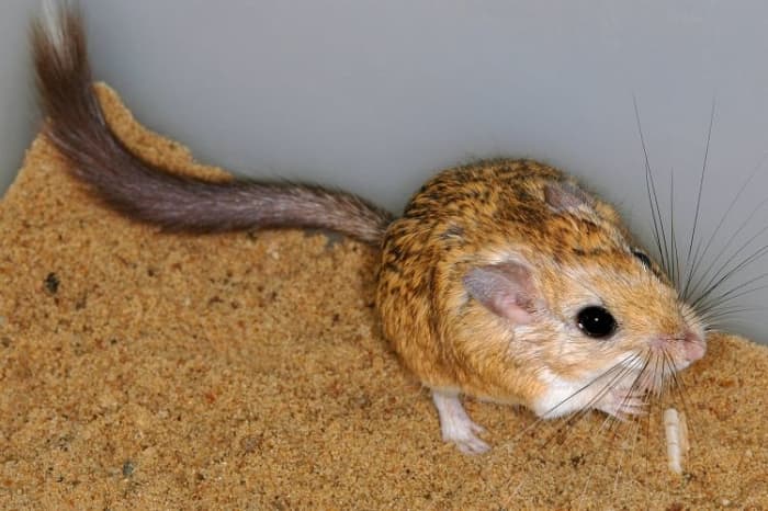Jirds are an exotic alternative to gerbils. They are almost odorless, soft-furred, and gentle. They are great for the more advanced rodent hobbyist.
