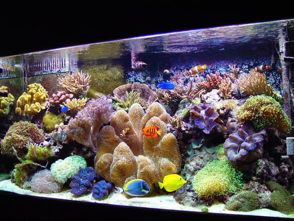 Saltwater tanks can be a fantastic hobby for anyone who has a lot of money to spend and a mind that needs constant challenges.