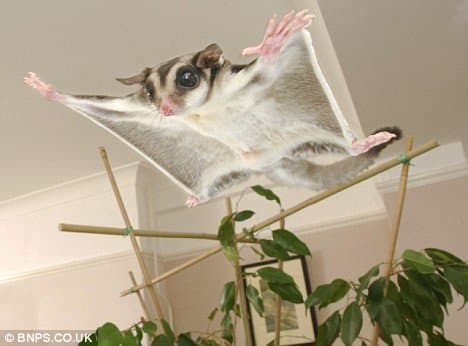 Sugar gliders are cute but they take a lot of specialized care - starting with their diet which should consist mostly of fresh fruits and other human grade foods.