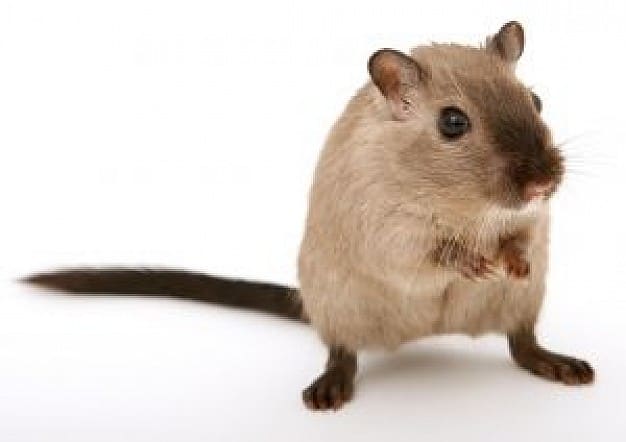 Gerbils are usually a gentle and relatively odorless rodent that make great beginner pets. They come in all sorts of colors and patterns. This one is a Burmese.