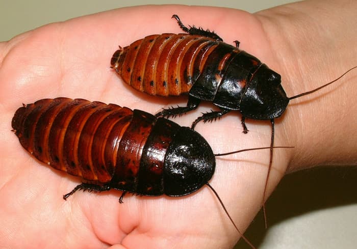 Hissing cockroaches can make wonderful pets for children and adults alike. They can't bite, are happy to live in something as small as a ten gallon tank, and can eat spoiled food from your fridge.