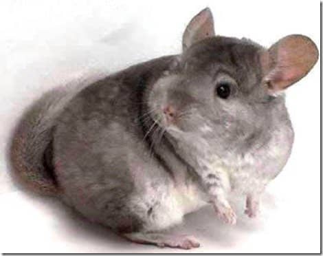 Chinchillas were first brought into captivity by ranchers who wanted them for their soft pelts. Today they're more often seen as pets.