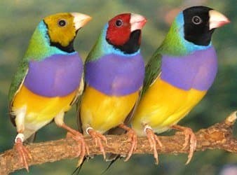These Lady Gouldian Finches come in all sorts of color mutations and can sing pretty well too. They are popular amongst hobbyists and are a delight to watch in a large flight cage.