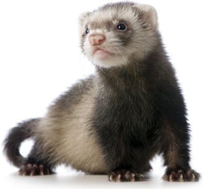 Ferrets were originally bred to hunt down vermin on farms and their services could be rented by traveling ferret wranglers who'd release them into the area for the day. Today ferrets are usually neutered, descented, and kept indoors as pets.