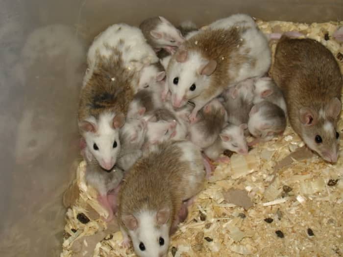 Natal Rats, also called "African Soft-Furred Rats" are gaining in popularity as pets - but be warned they thrive in groups of four or more. Any less and they tend to get lonely and die.