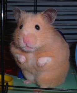 Syrian hamsters (the big hamsters) are one of the most common beginner pets. They all descend from one mother and her pups which came into captivity in the 1920s. They may or may not still exist in the wild.