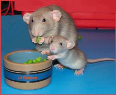 Dumbo rats have large round ears on the side of the head - a mutation that makes them look more like mice. It is a popular variety amongst the fancy rat pet population.