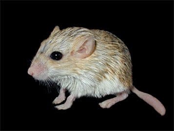 Duprasi are still a somewhat unusual rodent pet in the US. They're soft, cute, and often sociable but their tails can come off with rough handling.