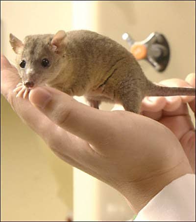 Pygmy possums are marsupials - despite looking mouse-like they carry their babies at first in a pouch and then on their backs. They can make docile pets.