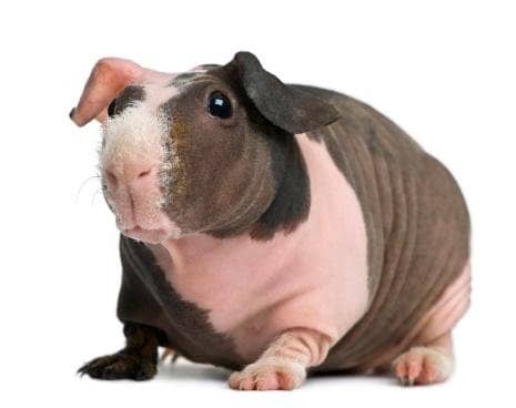 Guinea pigs come in different fur types - including two furless types. This is a Baldwin pig with a fuzzy nose. Completely hairless pigs are called Skinny Pigs.