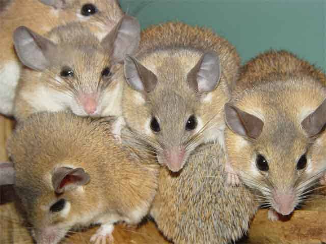 Spiny Mice can be kept as "furry fish" or a handleable pet depending on their temperament. They are odorless, active, and very intelligent.