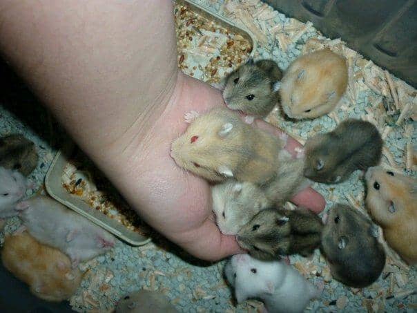 Dwarf hamsters have been a staple in the pet trade for many years. They come in hundreds of colors and coat patterns and even several species.
