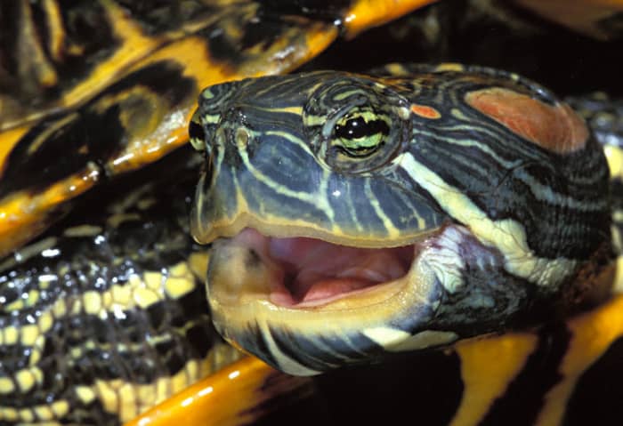 Turtles and tortoises can make fine pets but please buy only captive bred specimens! Many species are going extinct in the wild due to poaching and over harvesting for the pet trade.
