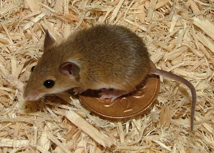 Pygmy mice make great "furry fish" - that is a pet you can put in an aquarium and watch but not really handle. They are very small and very quick.
