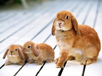 Bunnies have been bred for fur, for meat, for fiber, and now for pets. They are highly domesticated, often very docile, and can make nice pets.