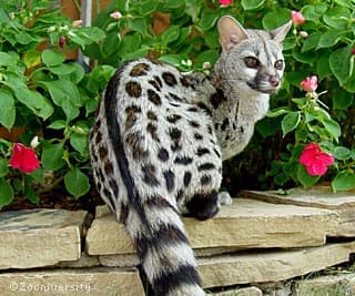 Genets are an exotic pet that stays on the small side. Their personality and care is most comparable to that of a cat.