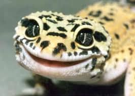 Geckoes may be one of the most popular lizards kept as pets. They have easy maintenance and can live up to twenty years.