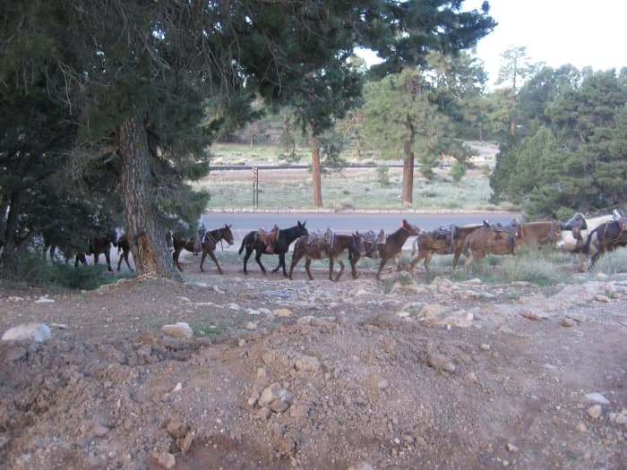 Седловые мулы на краю Гранд-Каньона - обратите внимание на бриджи (но без нагрудного воротника... в тот день мы только спускались).