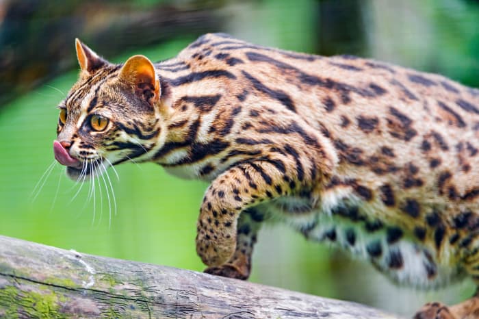 The Asian leopard cat or "Prionailurus bengalensis" of the continental South, Southeast, and East Asia, is an ancestor of the breed.