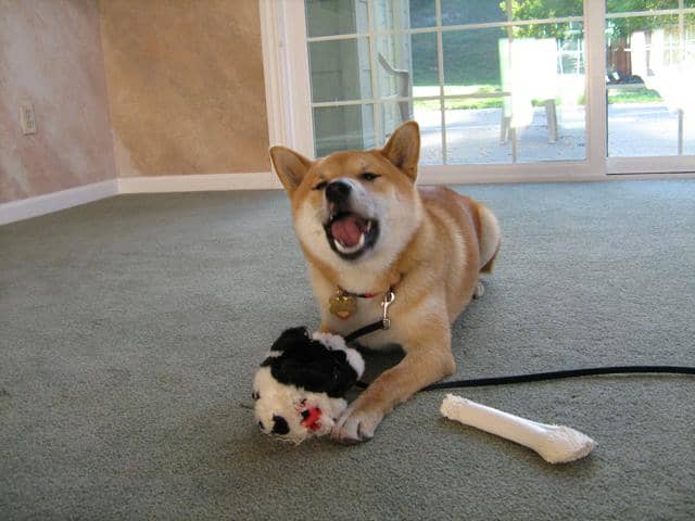 If we keep correcting our dog for giving warning signals and properly communicating his unease, he may decide to skip all the middle steps and go straight into an attack the next time he meets another dog.