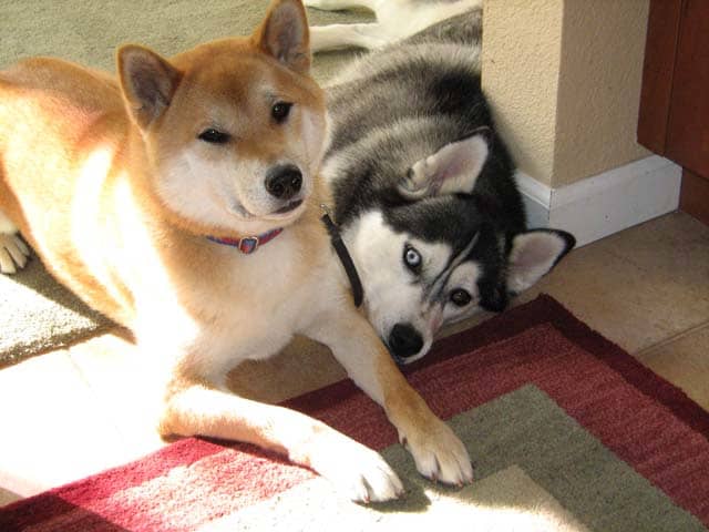 If we help our dog by carefully choosing his play-mates and respecting his social boundaries, he will grow up to be a more balanced, happy, and relaxed dog.