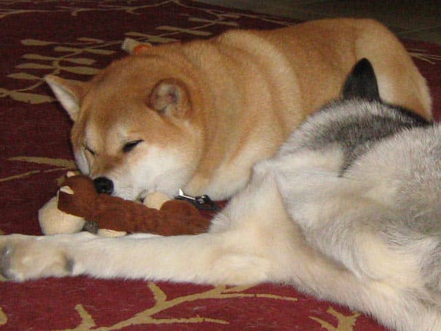 If a dog keeps having negative experiences with other dogs, he will ultimately resort to using aggression to protect himself.