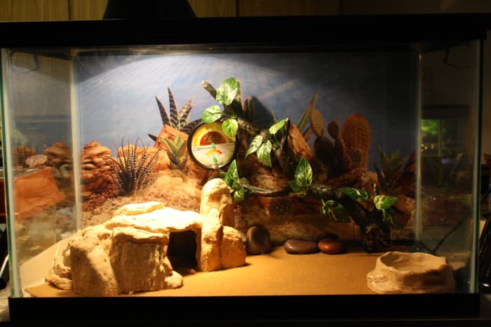 How to Set up a Leopard Gecko Enclosure - PetHelpful